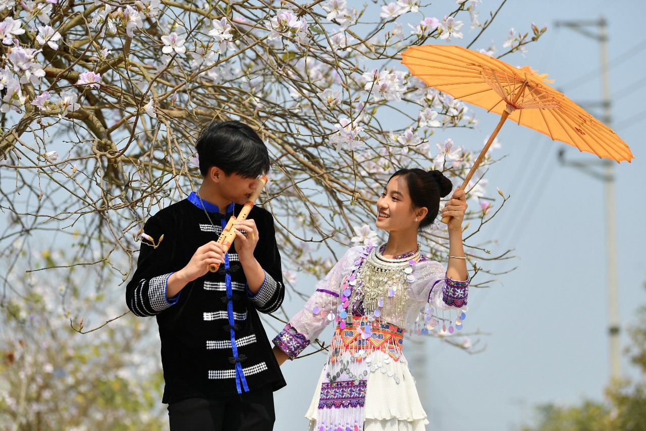 Hưởng ứng Lễ hội Hoa Ban năm 2026 - Sắc trắng tháng Ba trên đất Điện Biên